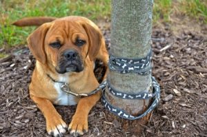 puggle sitting by tree