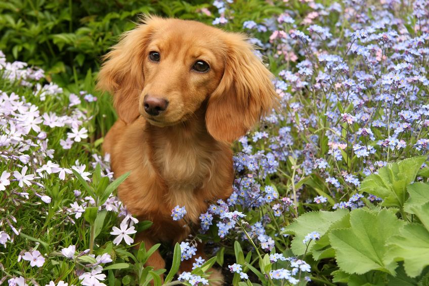 What Is The Lifespan Of A Mini Dachshund