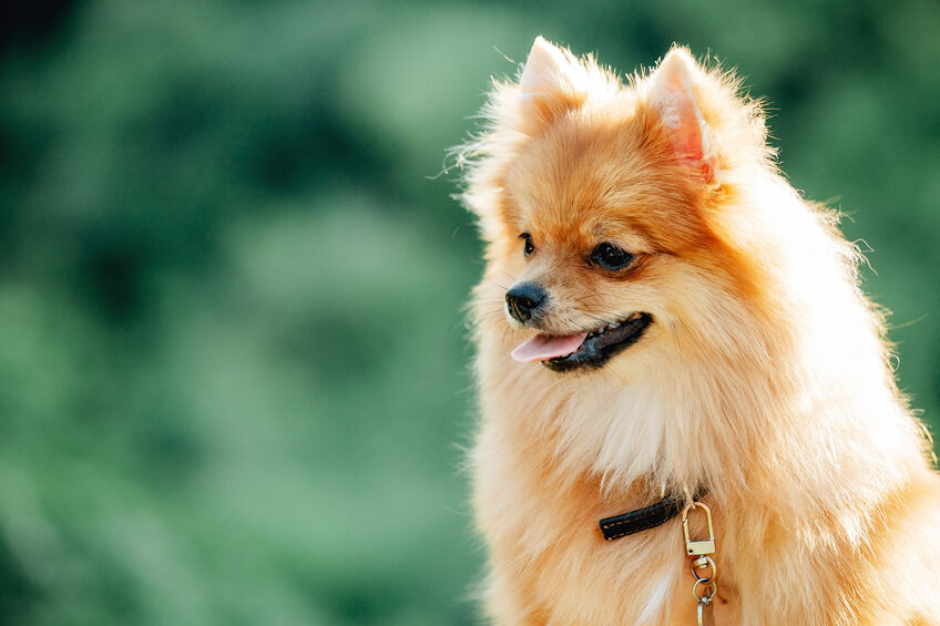 Exercising Your Pomeranian Pauley's Pups