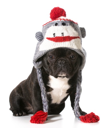 Keeping Your Pup Warm - Pauley's Pups