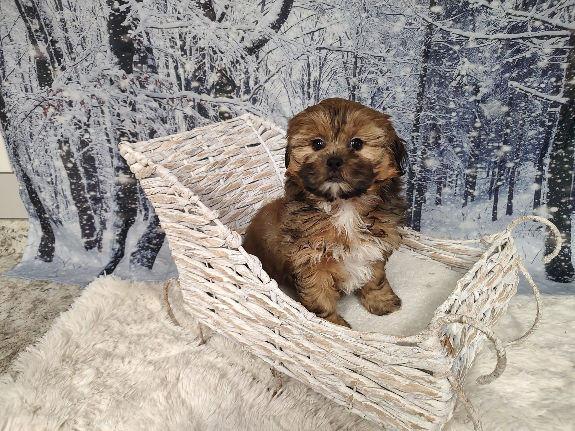 Small Dog Breeds Ideal for First Time Owners: Guide TomKings
