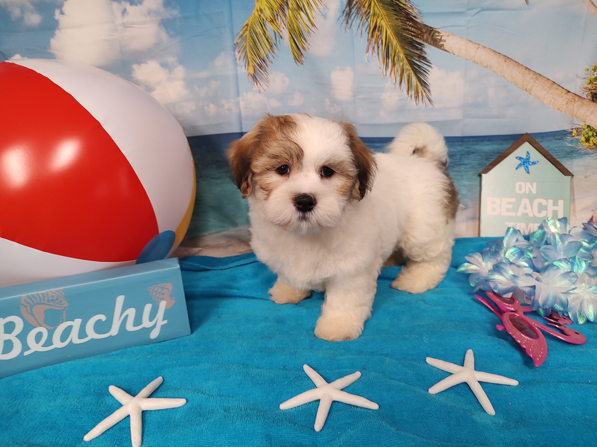 Pet Store Toy & Small Breed Dogs for Sale in Ashland, VA Pauley's Pups