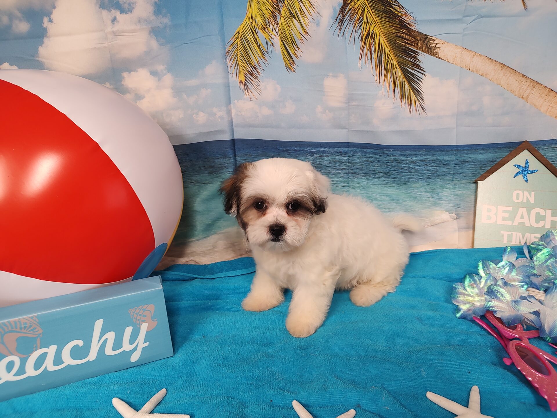 Pet Store Toy & Small Breed Dogs for Sale in Ashland, VA Pauley's Pups