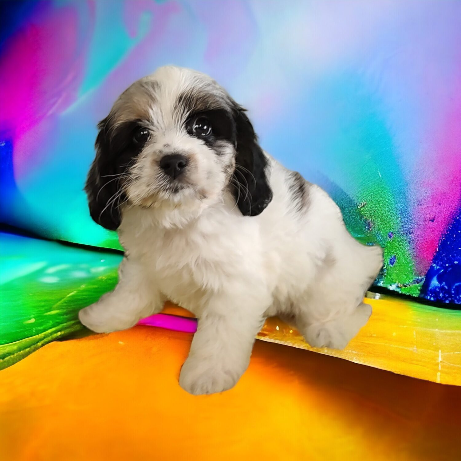 Maltese Puppies for Sale in Austin Dallas – Sweet Adorable
