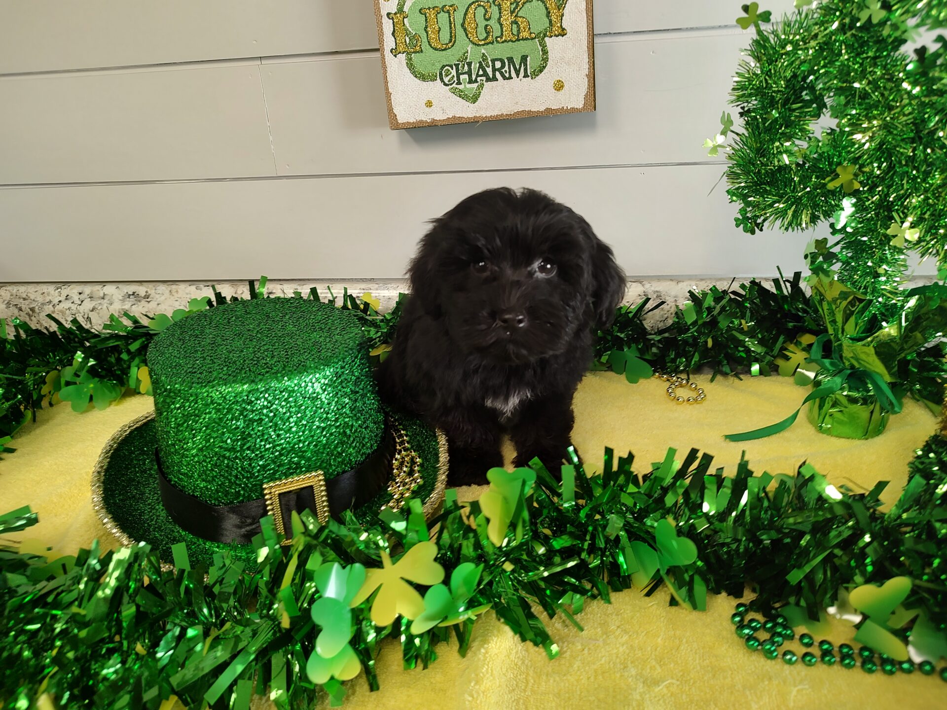 Pet Store Fredericksburg VA Puppies & Dogs for Sale Pauley's Pups