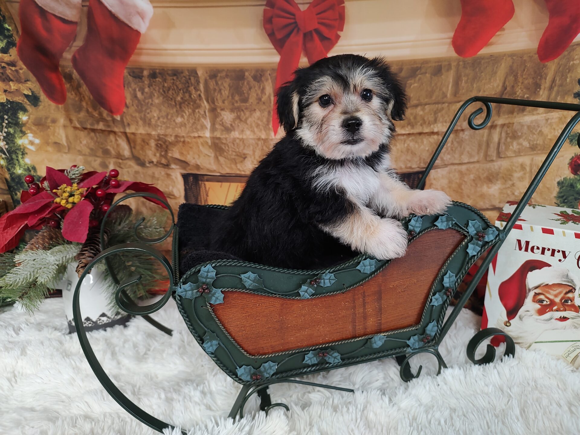 Pet Store Fredericksburg VA Puppies & Dogs for Sale Pauley's Pups