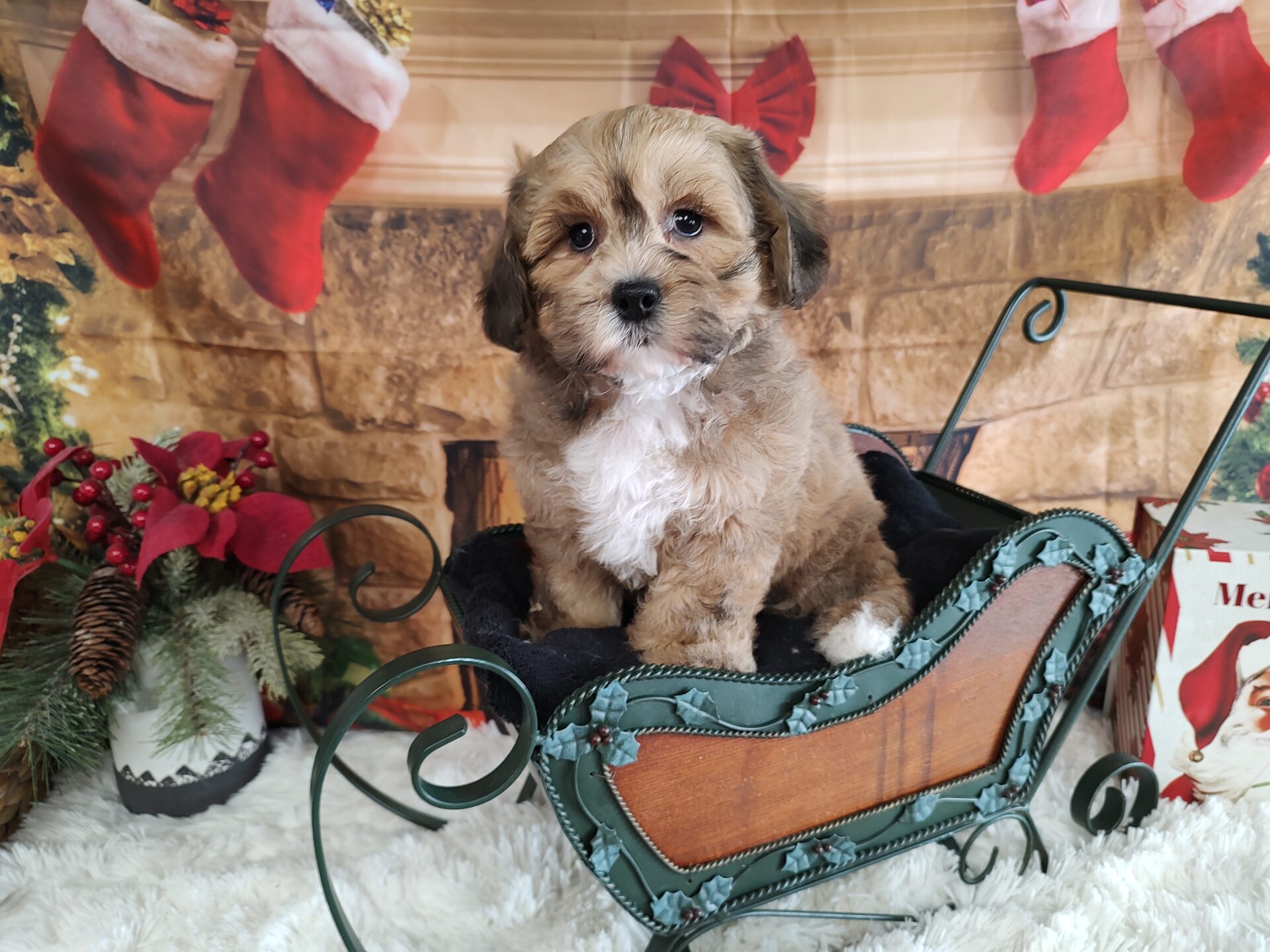 Pet Store Fredericksburg VA Puppies & Dogs for Sale Pauley's Pups