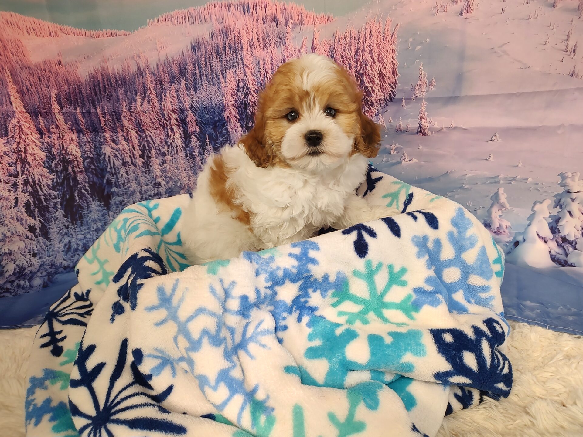 Pet Store Fredericksburg VA Puppies & Dogs for Sale Pauley's Pups