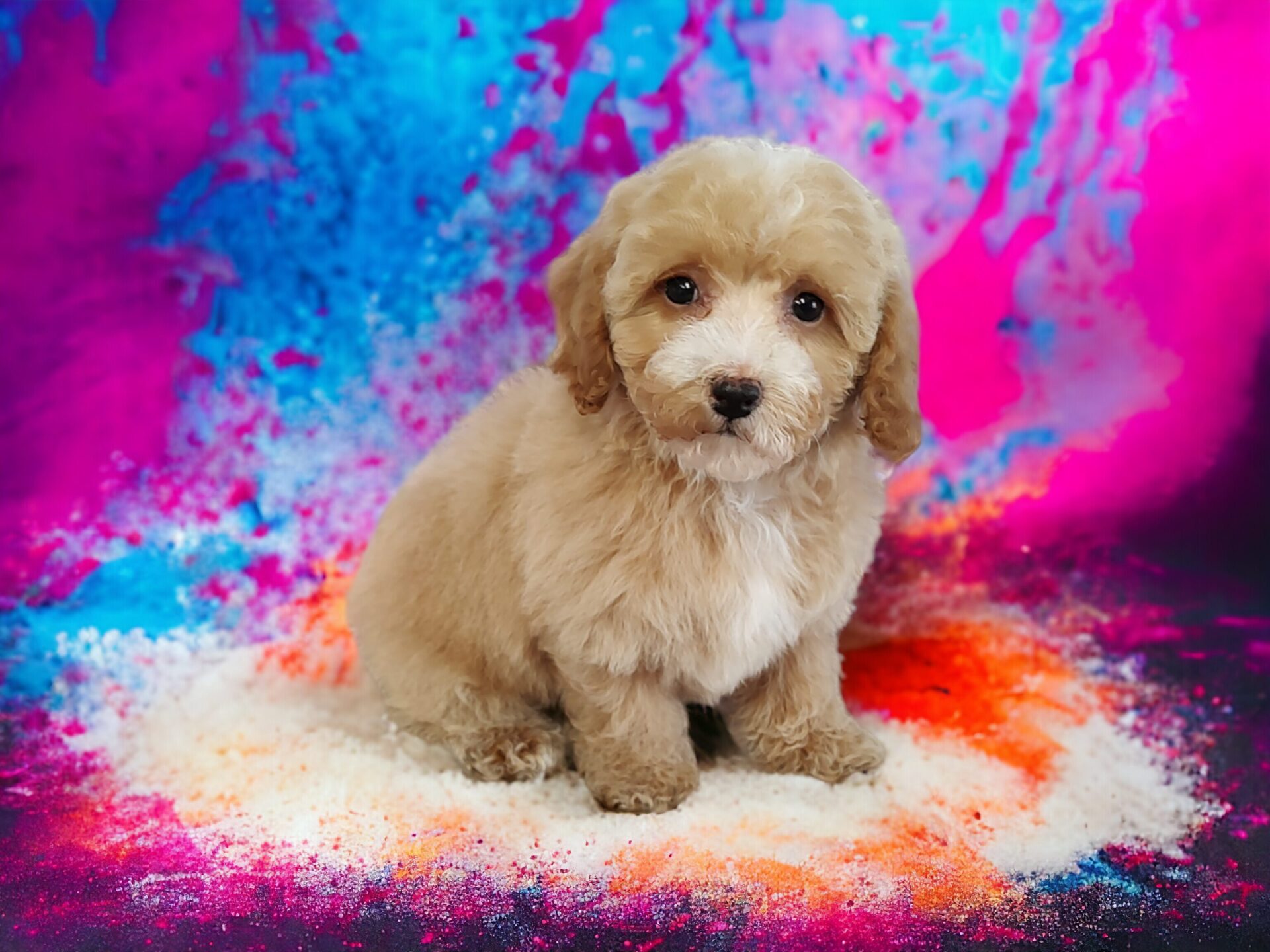 PUPS FOR SALE visual data 5