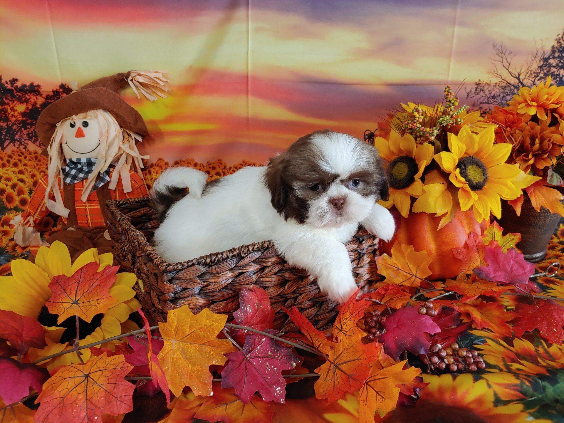Pet Store Fredericksburg VA Puppies & Dogs for Sale Pauley's Pups