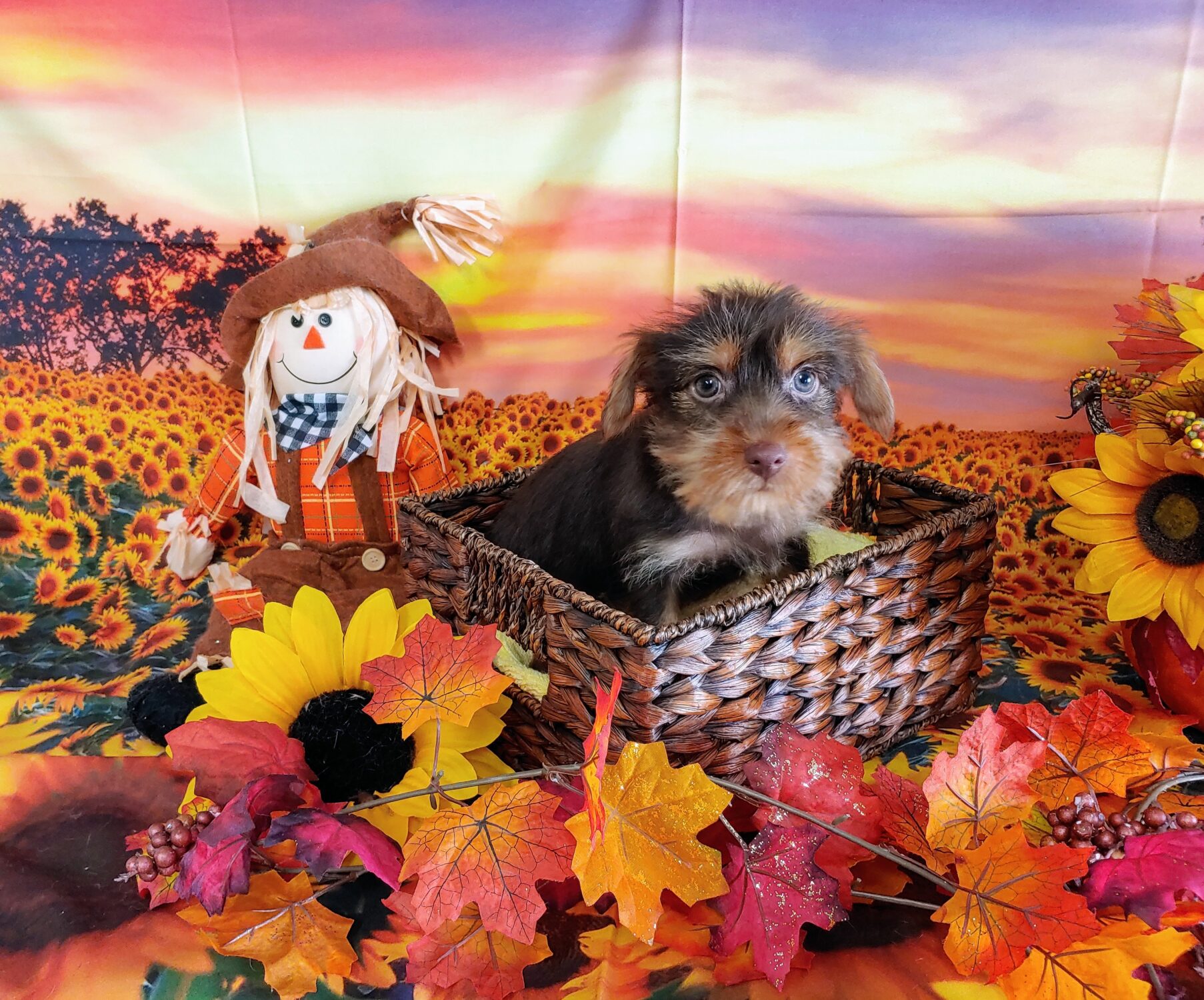 Pet Store Fredericksburg VA Puppies & Dogs for Sale Pauley's Pups