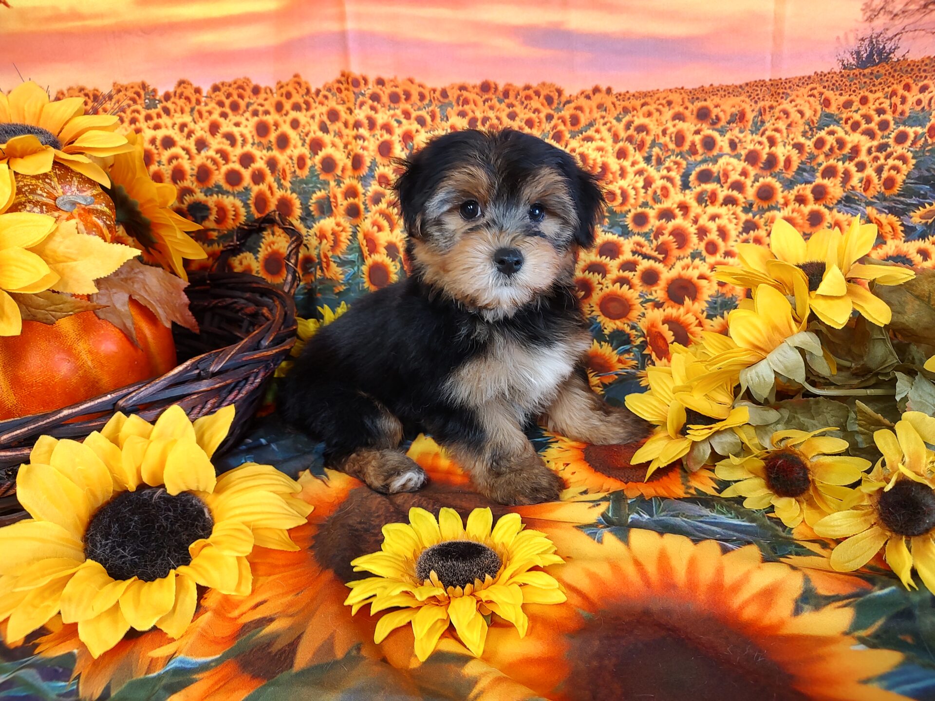 PUPS FOR SALE visual data 3