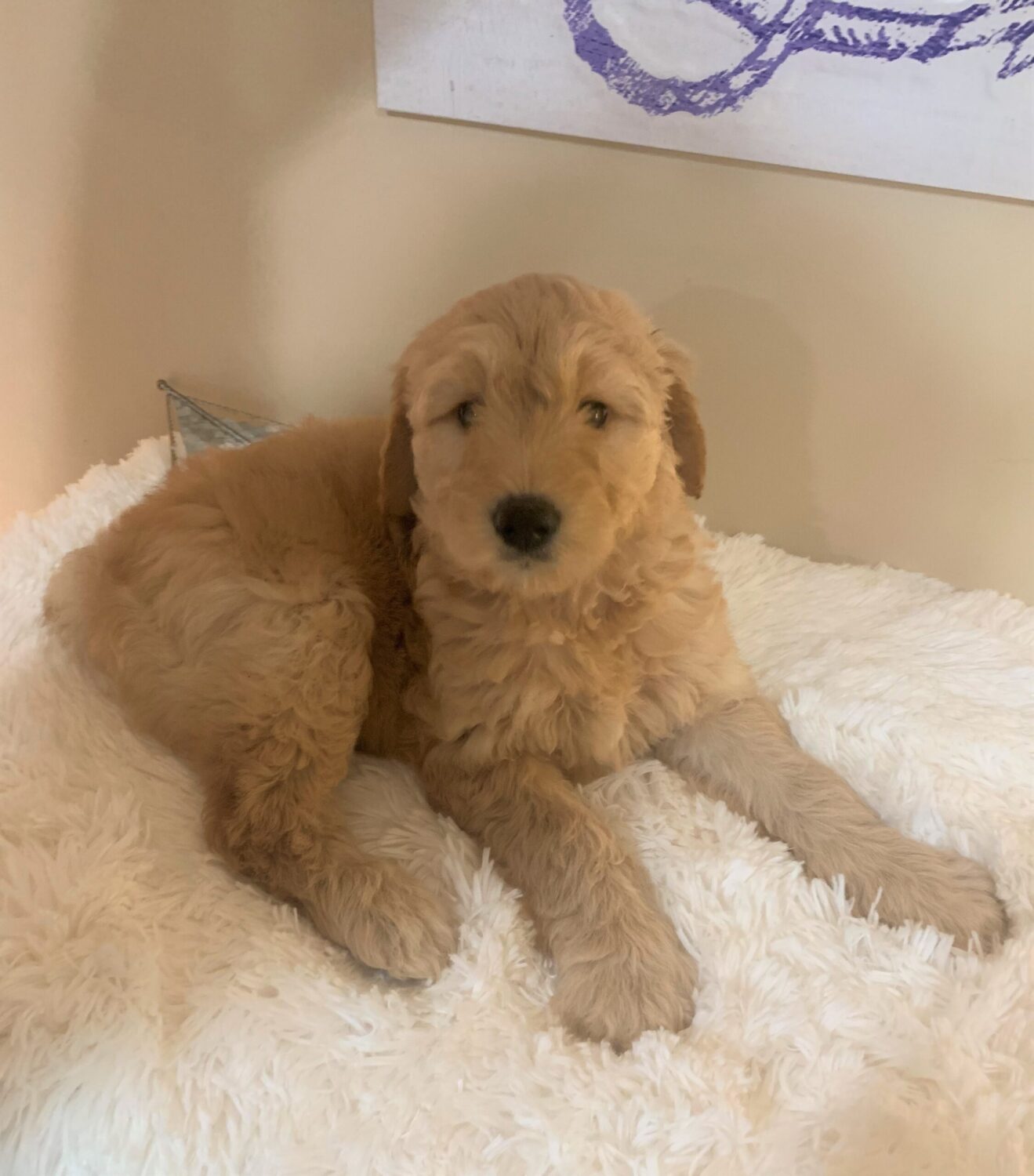 Pet Store Fredericksburg VA Puppies & Dogs for Sale Pauley's Pups