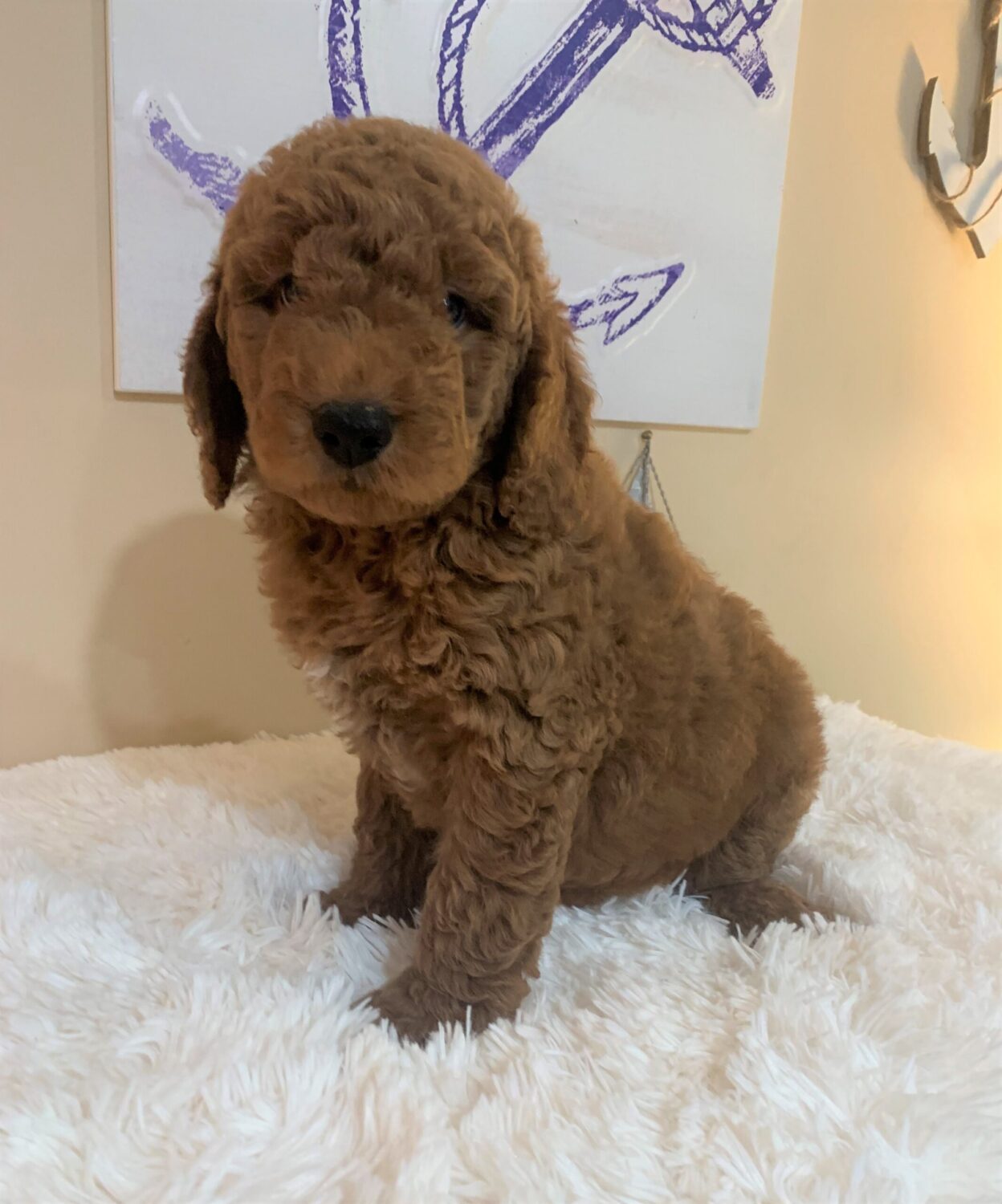 Pet Store Fredericksburg VA Puppies & Dogs for Sale Pauley's Pups