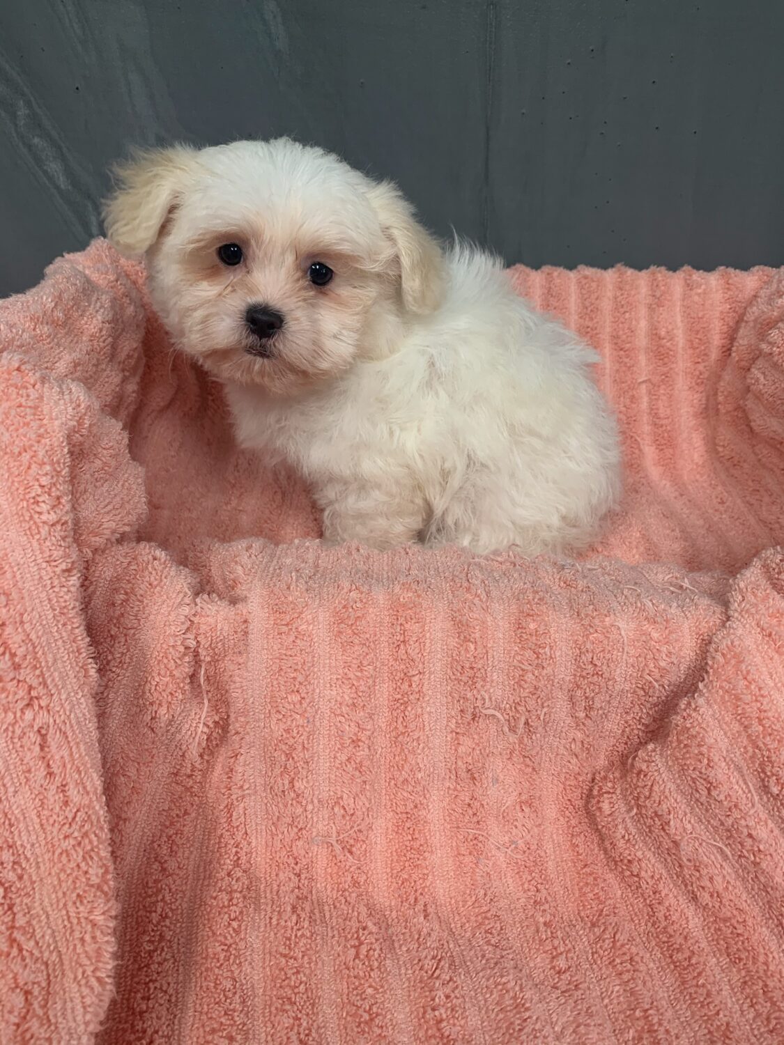 Pet Store Fredericksburg VA Puppies & Dogs for Sale Pauley's Pups