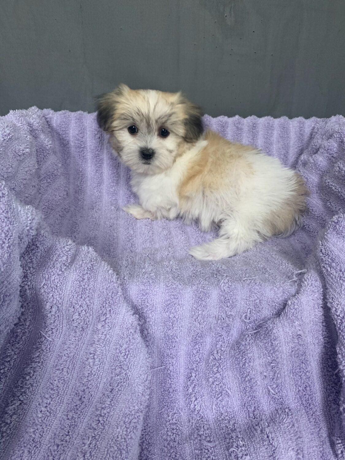 Pet Store Fredericksburg VA Puppies & Dogs for Sale Pauley's Pups