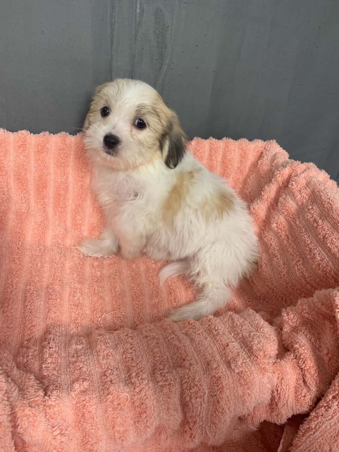 Pet Store Fredericksburg VA Puppies & Dogs for Sale Pauley's Pups