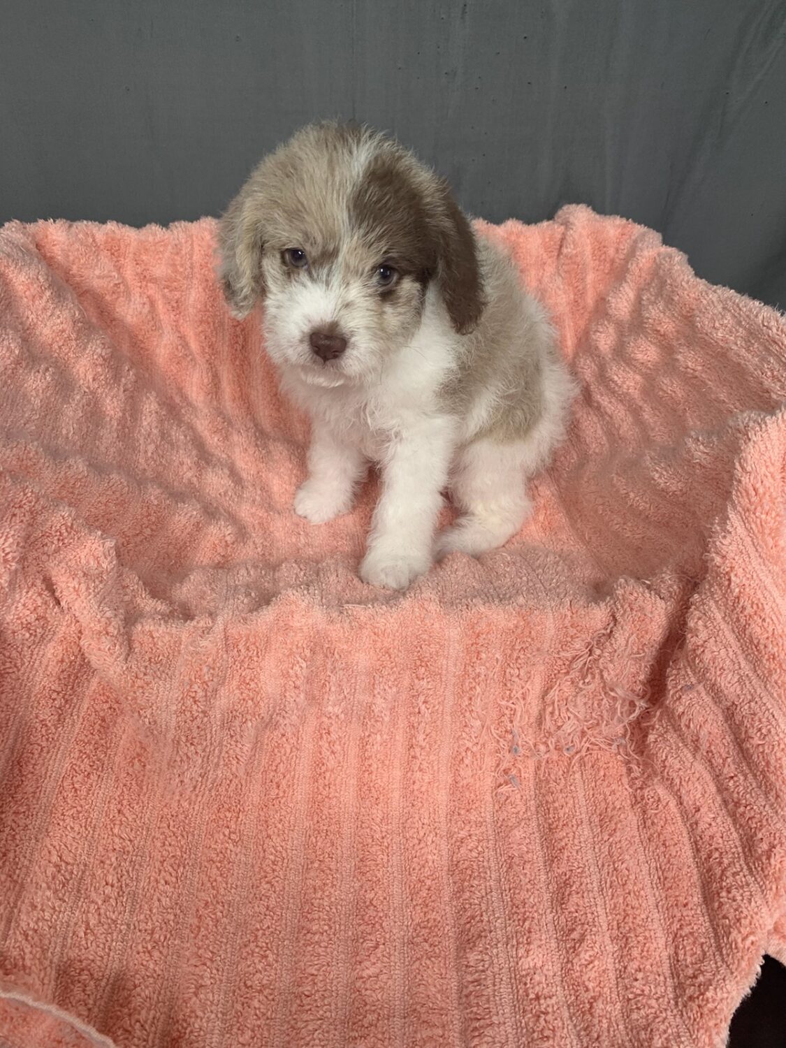 Pet Store Fredericksburg VA Puppies & Dogs for Sale Pauley's Pups