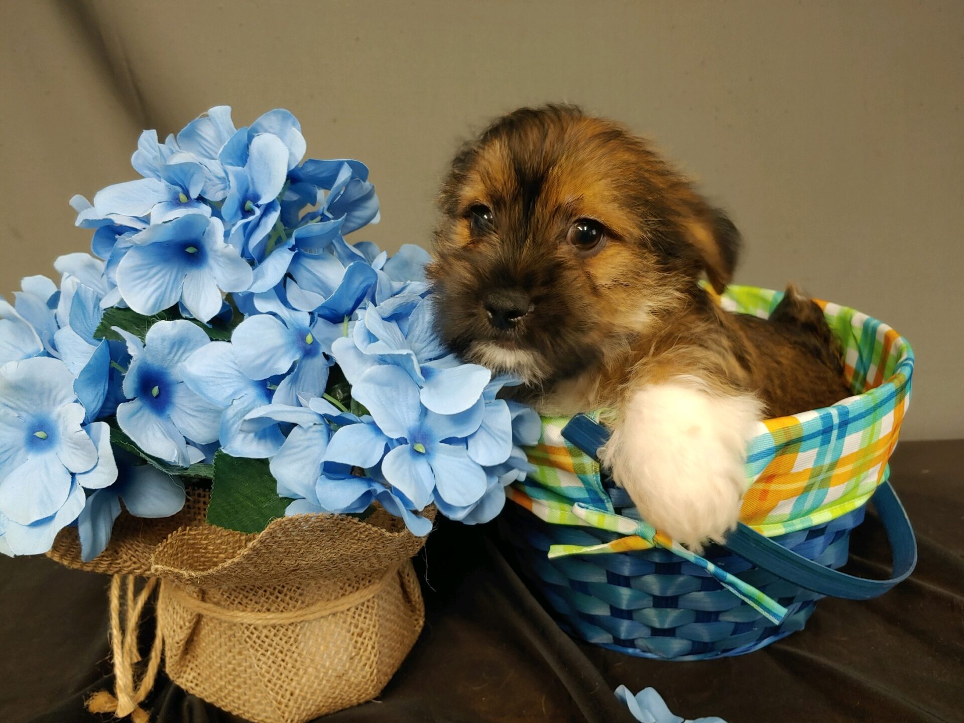 Pet Store Toy & Small Breed Dogs for Sale in Ashland, VA Pauley's Pups