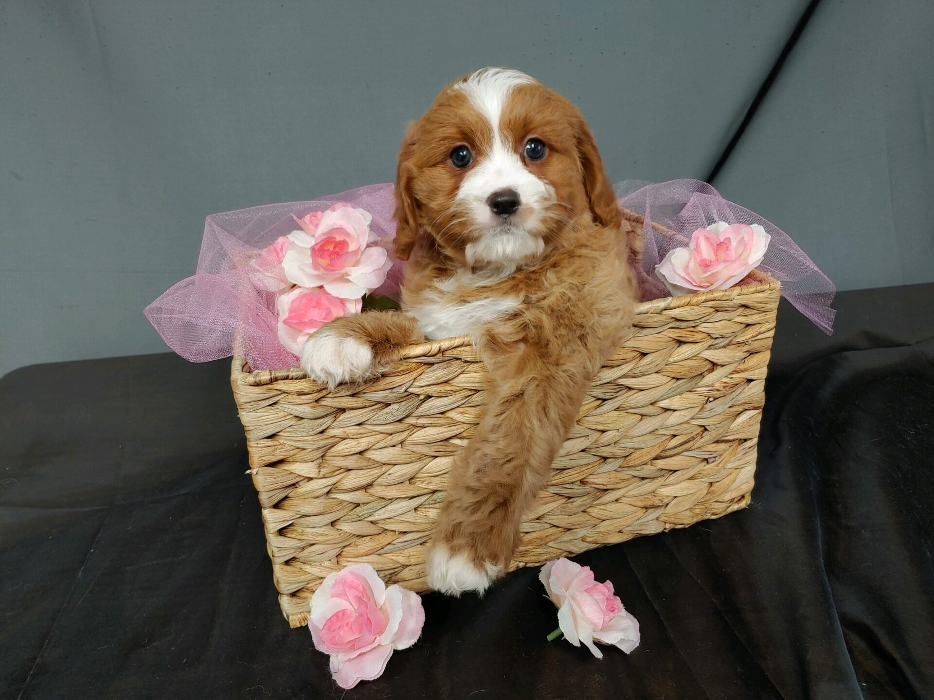 Pet Store Toy & Small Breed Dogs for Sale in Ashland, VA Pauley's Pups