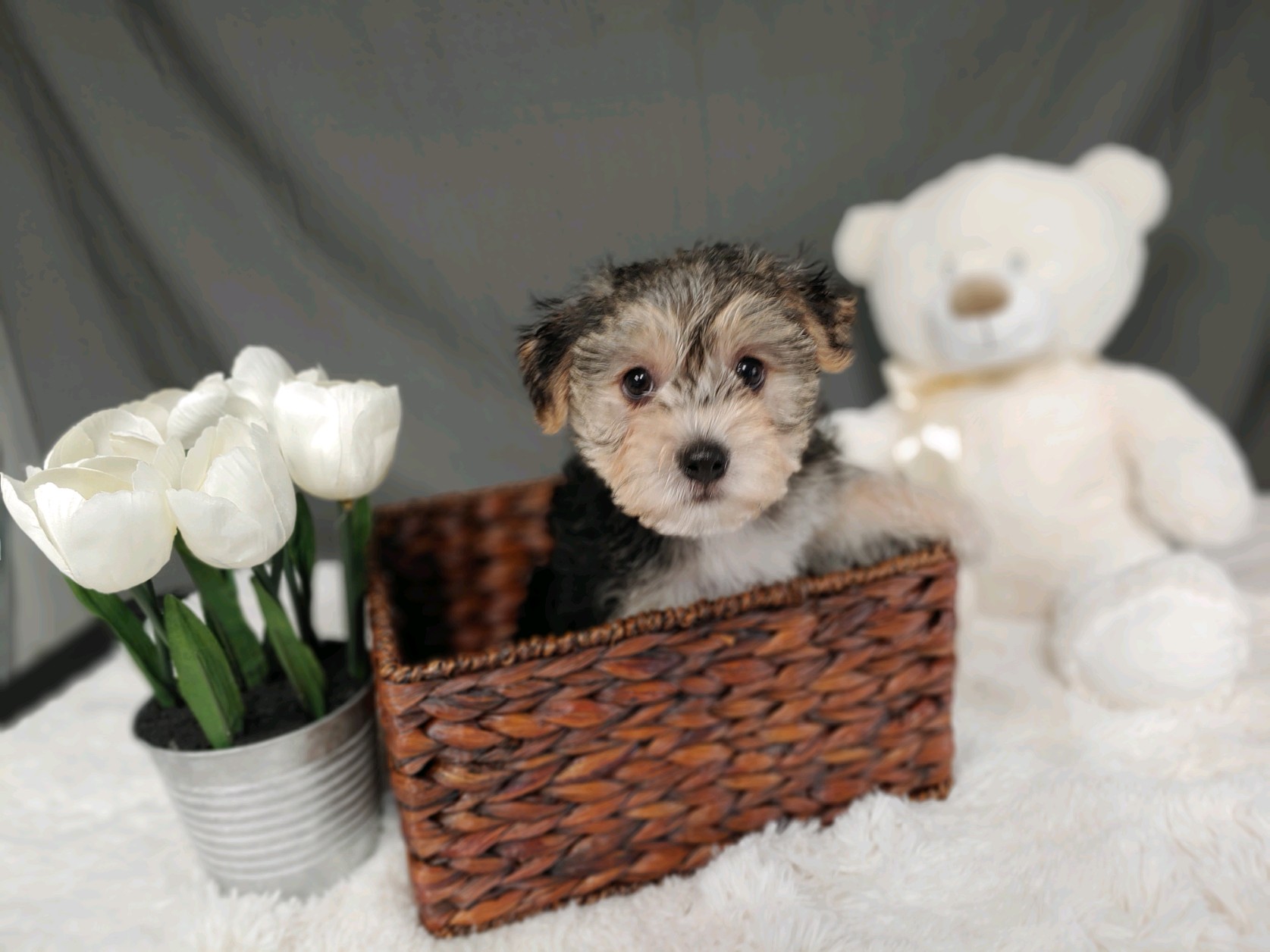 Pet Store Toy & Small Breed Dogs for Sale in Ashland, VA Pauley's Pups