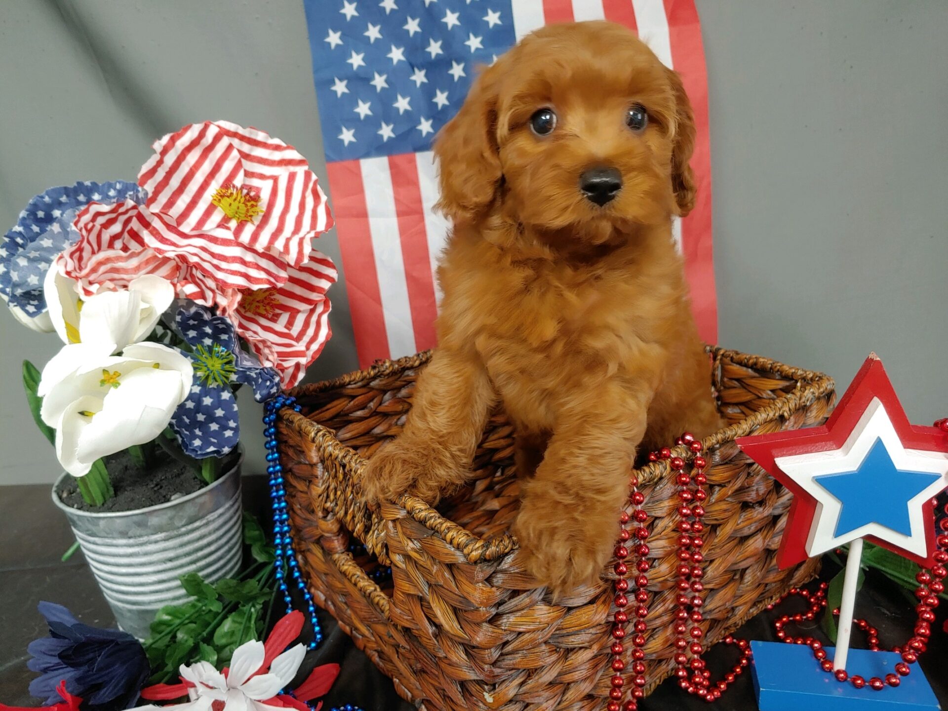 Pet Store Fredericksburg VA Puppies & Dogs for Sale Pauley's Pups