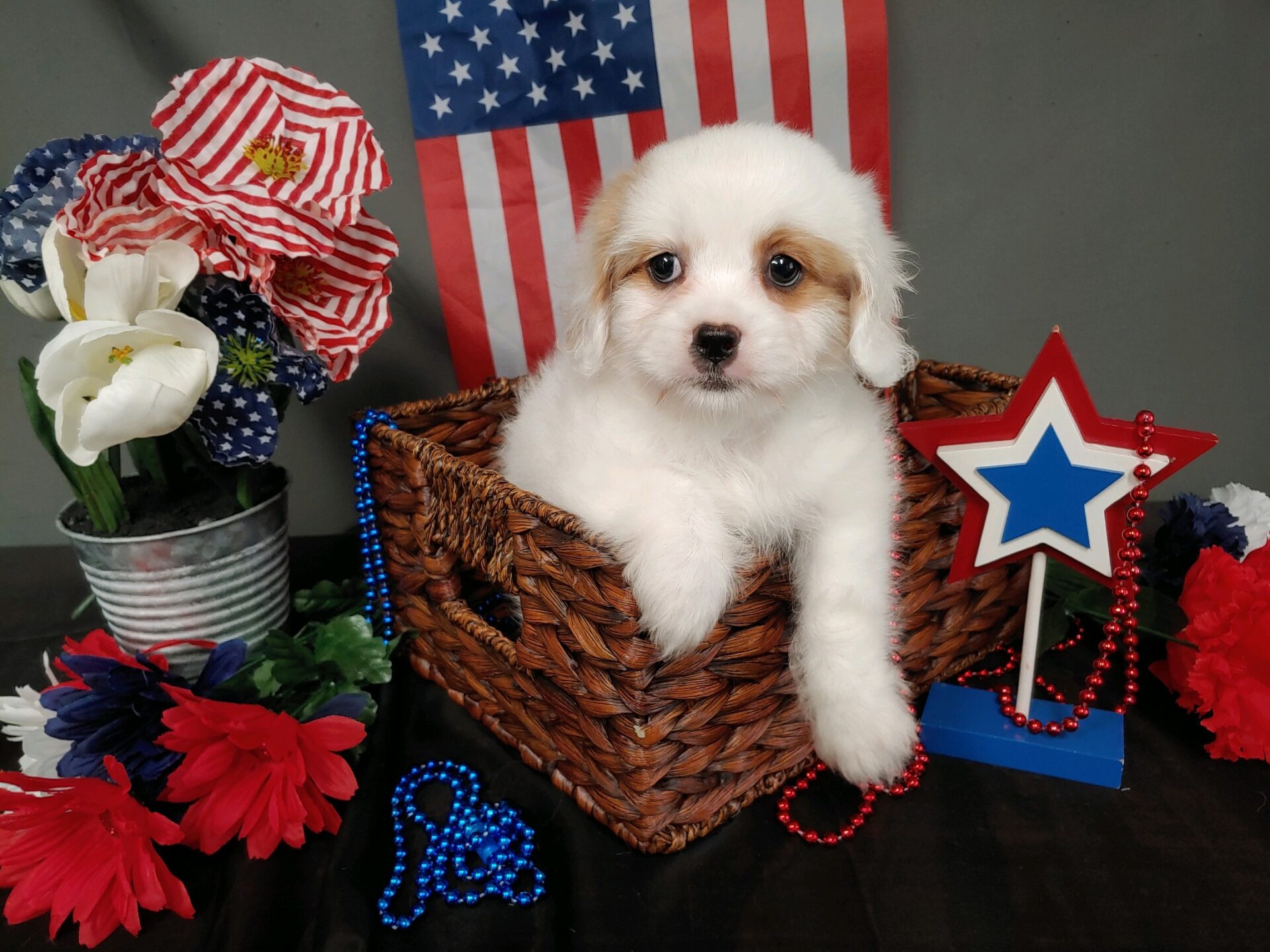 pecks puppy palace lacona ny pecks puppy palace lacona ny