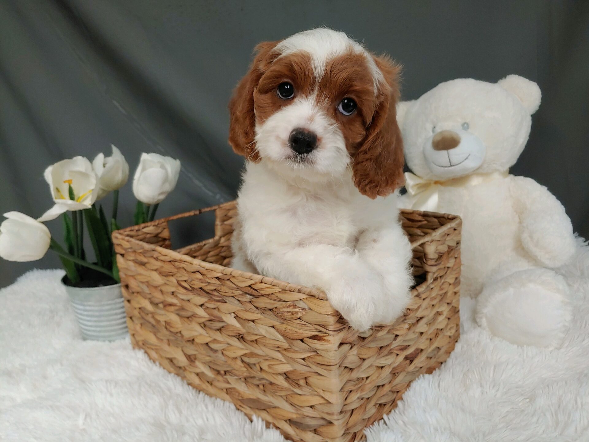 Pet Store - Toy & Small Breed Dogs for Sale in Ashland, VA | Pauley's Pups