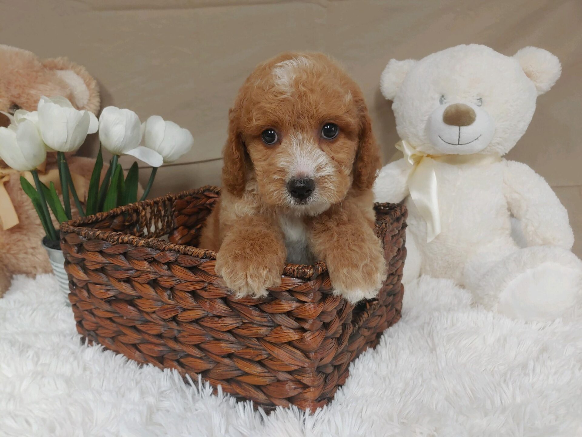 Pet Store Toy & Small Breed Dogs for Sale in Ashland, VA Pauley's Pups