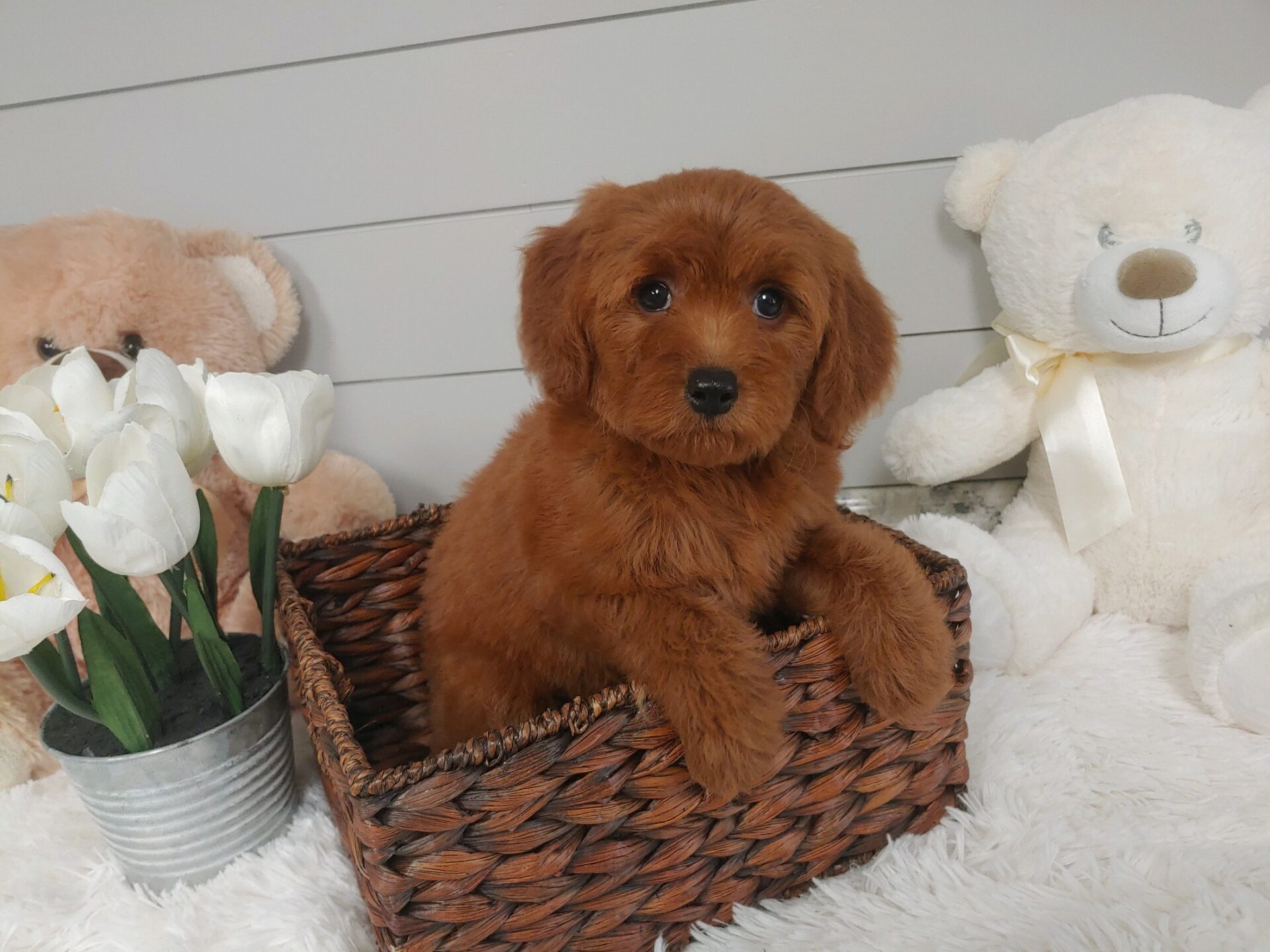 Pet Store Toy & Small Breed Dogs for Sale in Ashland, VA Pauley's Pups