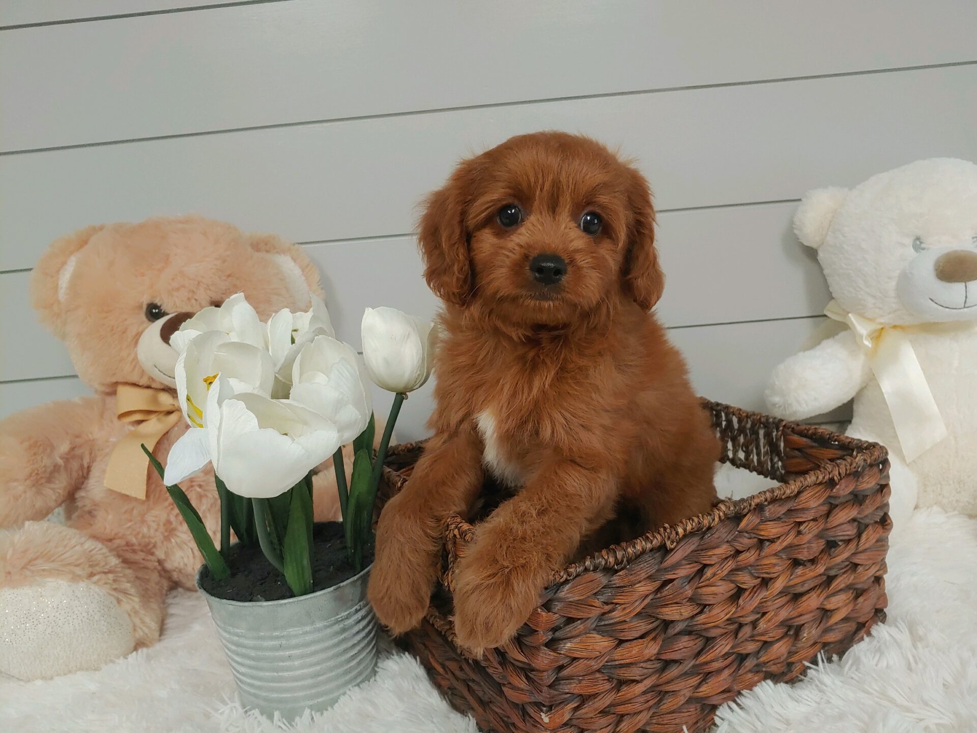 Pet Store - Toy & Small Breed Dogs for Sale in Ashland, VA | Pauley's Pups