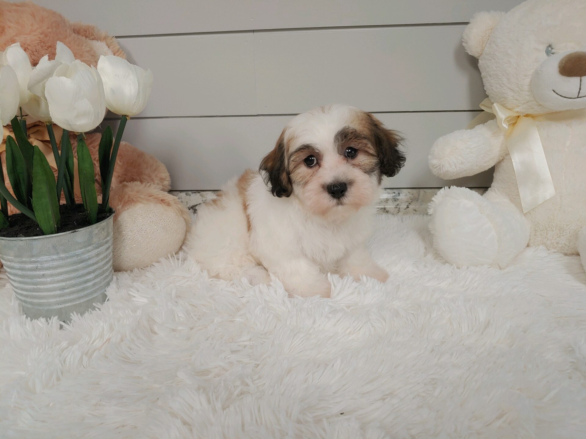 Pet Store Toy & Small Breed Dogs for Sale in Ashland, VA Pauley's Pups