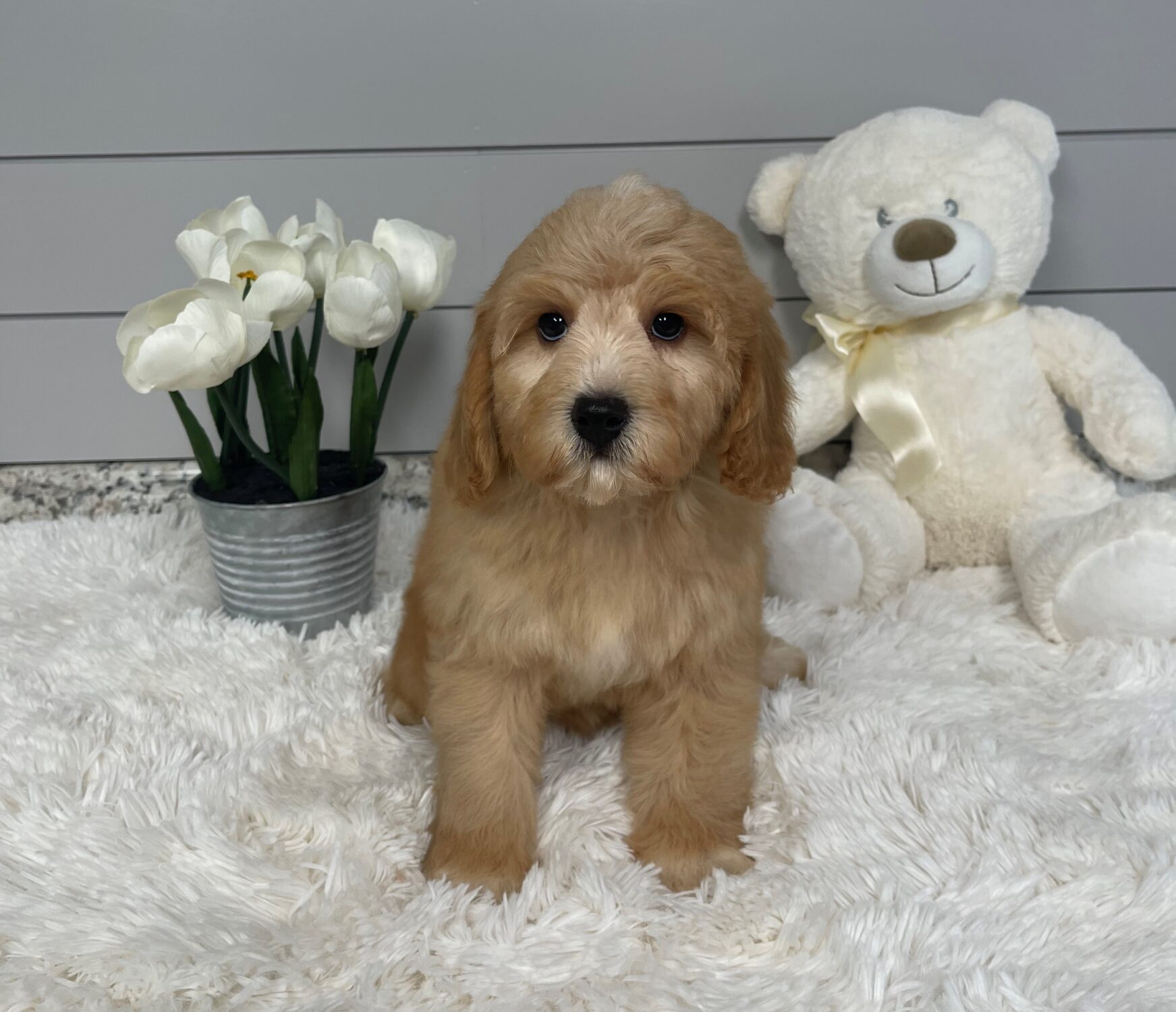 Pet Store Toy & Small Breed Dogs for Sale in Ashland, VA Pauley's Pups