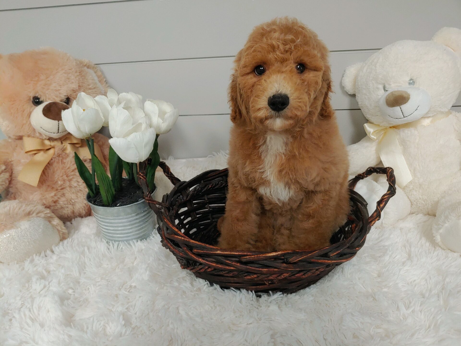 Pet Store Toy & Small Breed Dogs for Sale in Ashland, VA Pauley's Pups