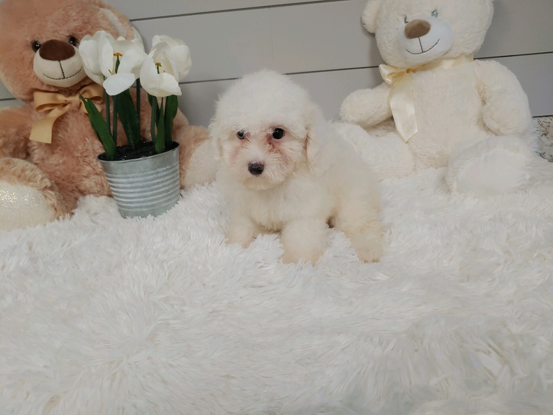 Pet Store Fredericksburg VA Puppies & Dogs for Sale Pauley's Pups