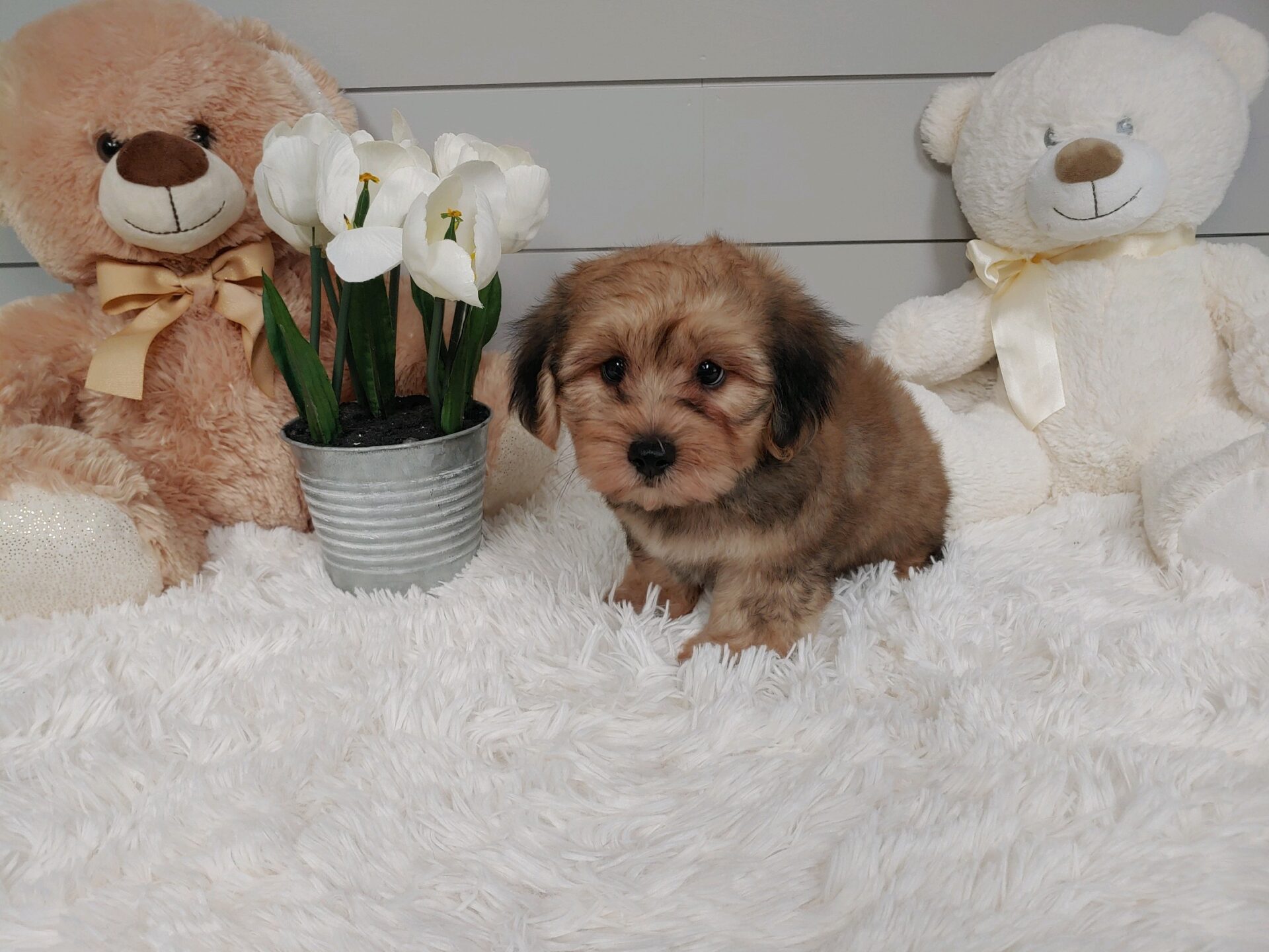 Pet Store Toy & Small Breed Dogs for Sale in Ashland, VA Pauley's Pups