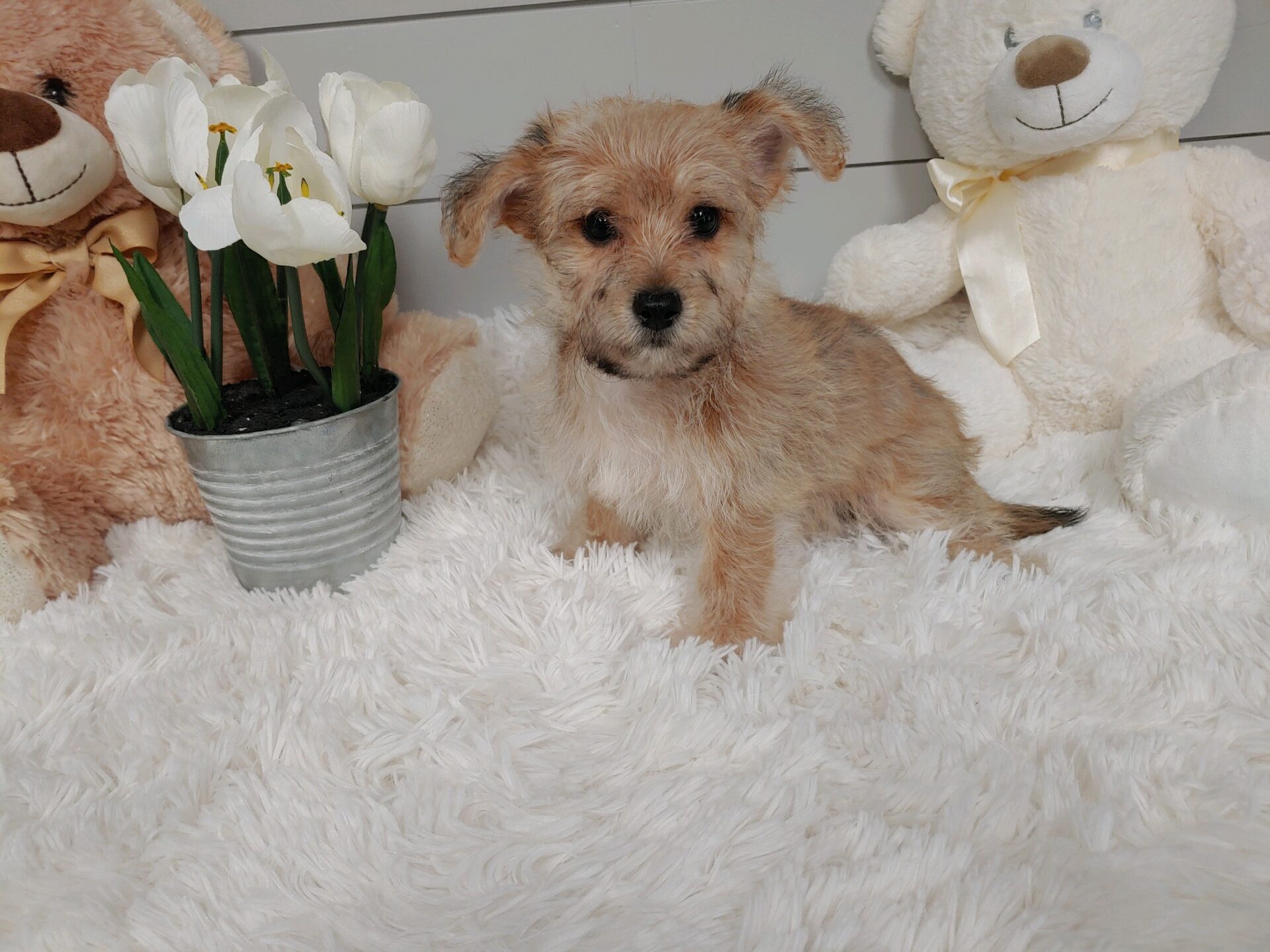 Pet Store Fredericksburg VA Puppies & Dogs for Sale Pauley's Pups