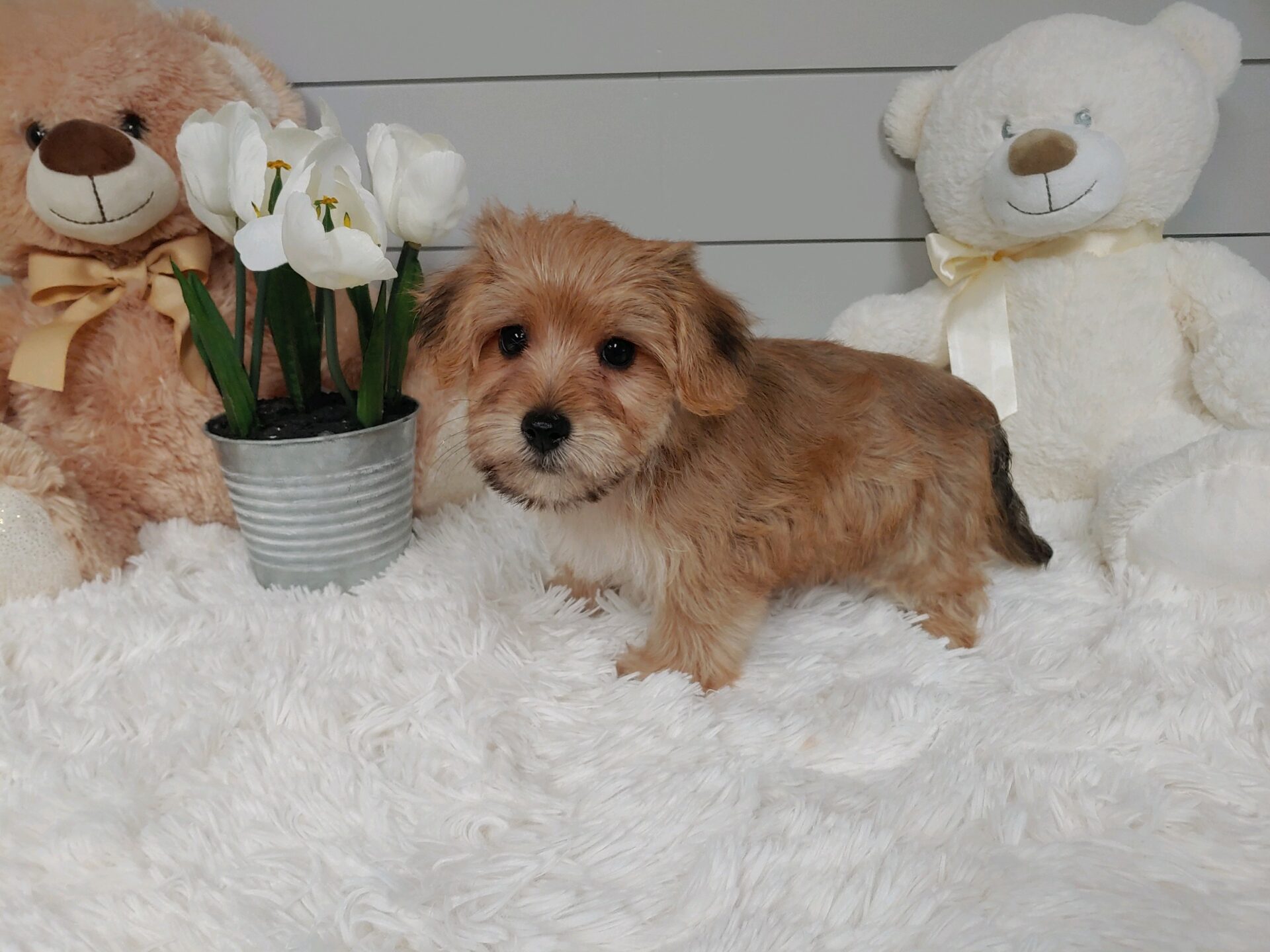 Pet Store Fredericksburg VA Puppies & Dogs for Sale Pauley's Pups