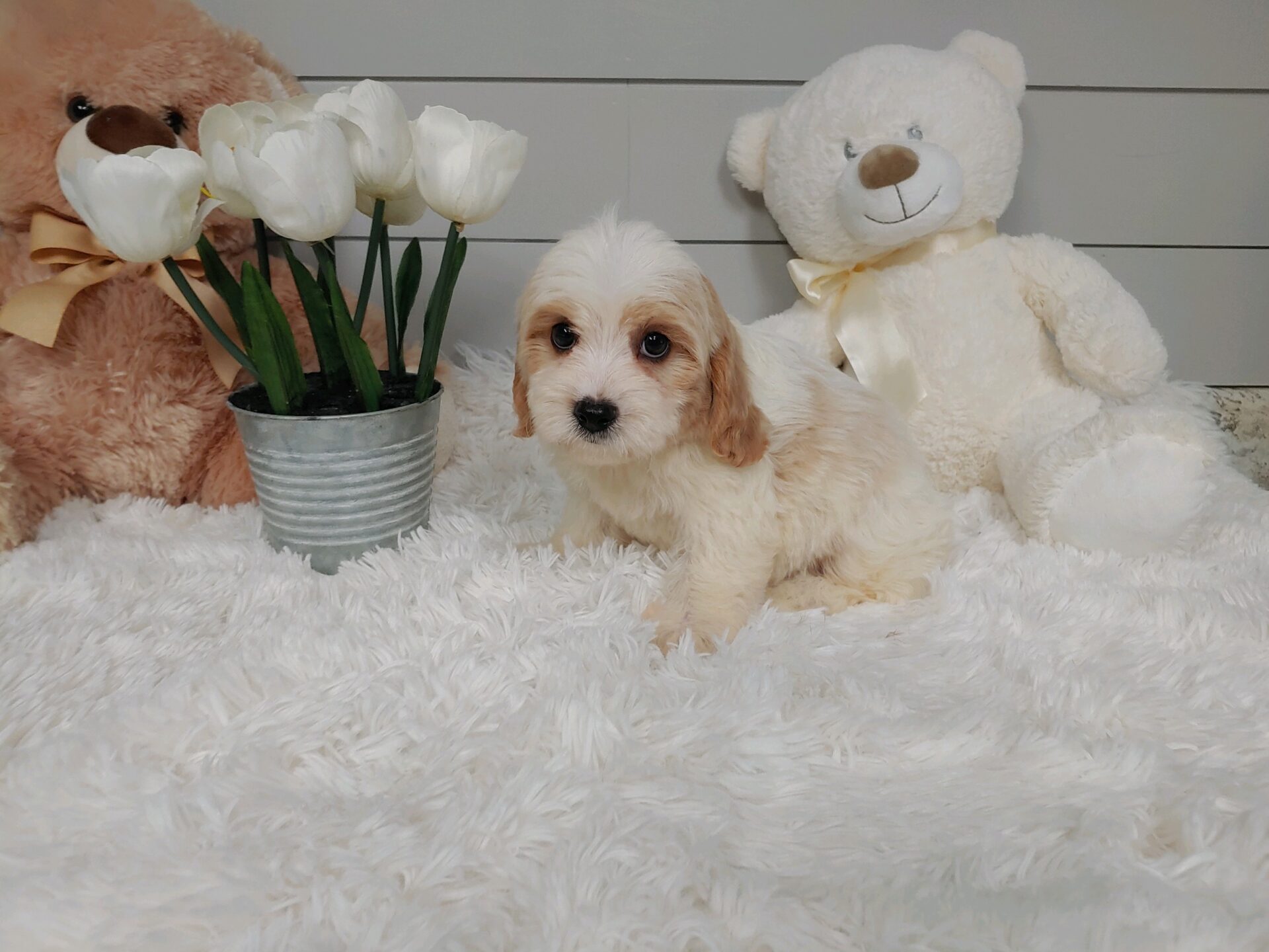 Pet Store Fredericksburg VA Puppies & Dogs for Sale Pauley's Pups