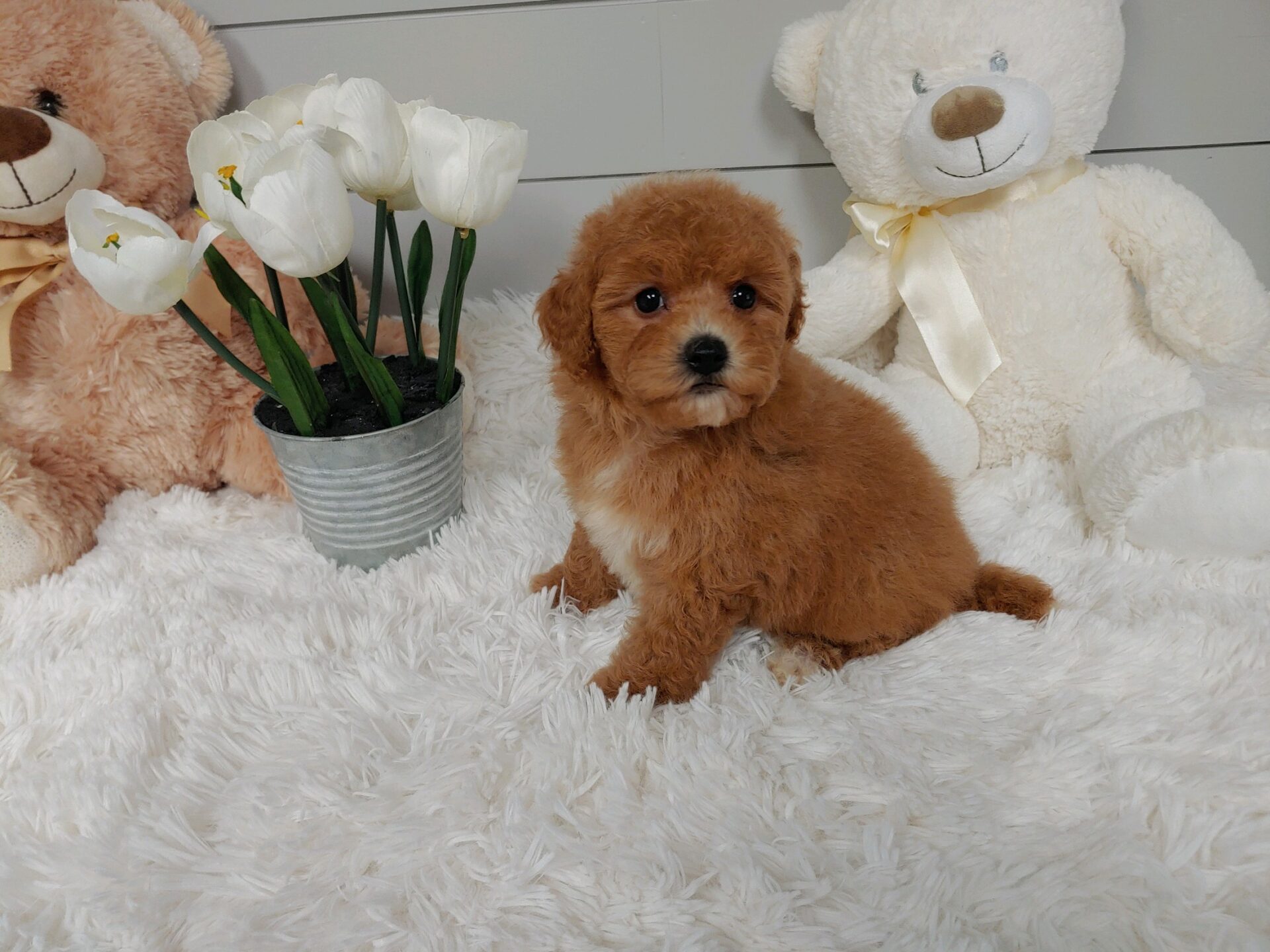 Pet Store Fredericksburg VA Puppies & Dogs for Sale Pauley's Pups