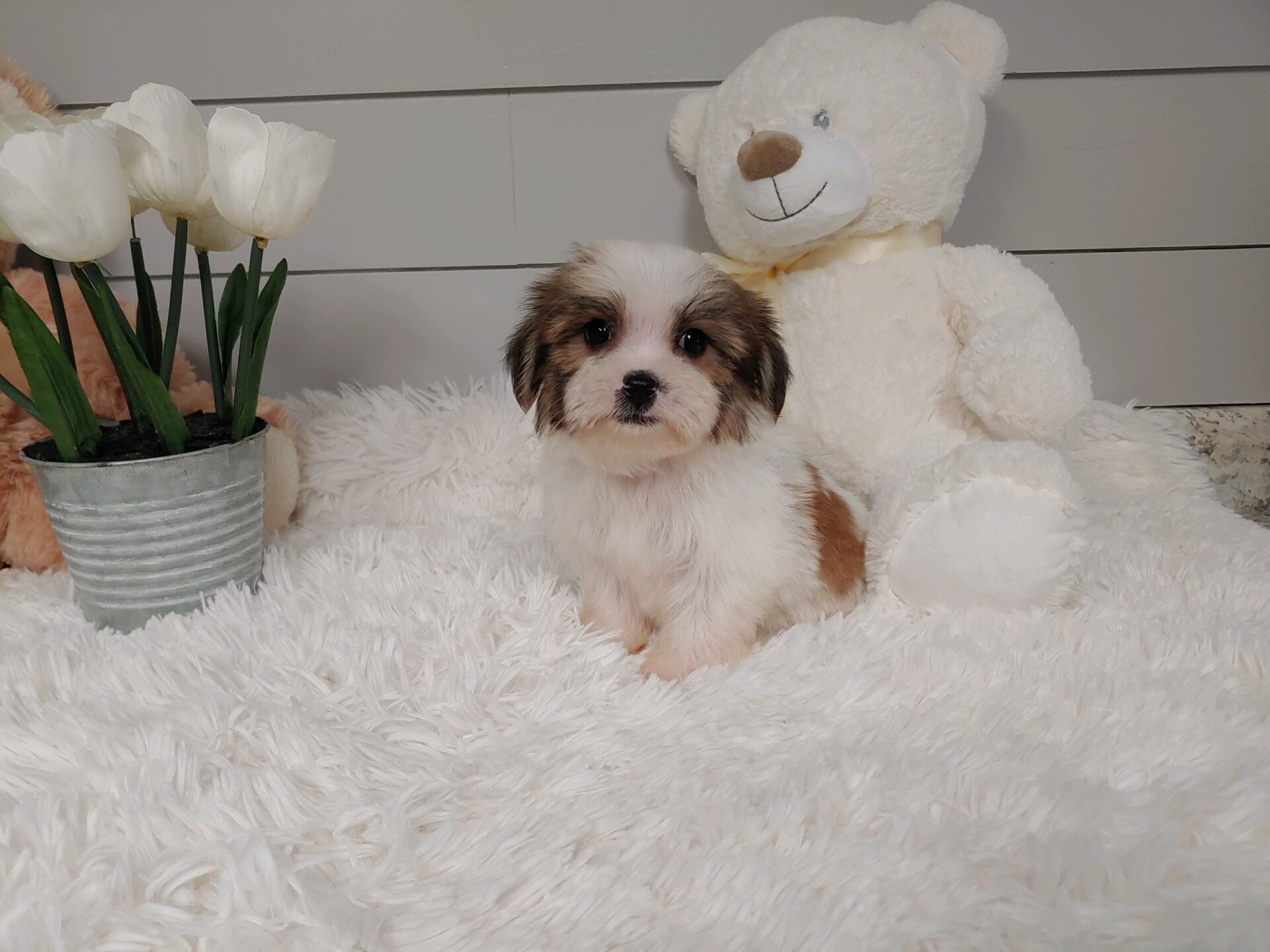 Pet Store Fredericksburg VA Puppies & Dogs for Sale Pauley's Pups