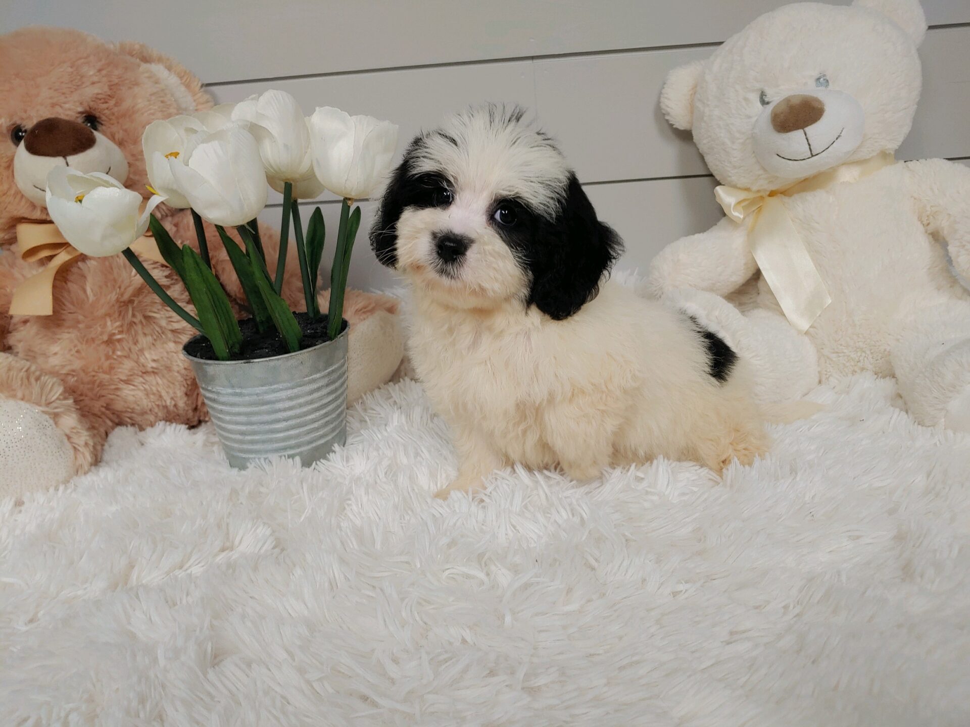 Pet Store Fredericksburg VA Puppies & Dogs for Sale Pauley's Pups