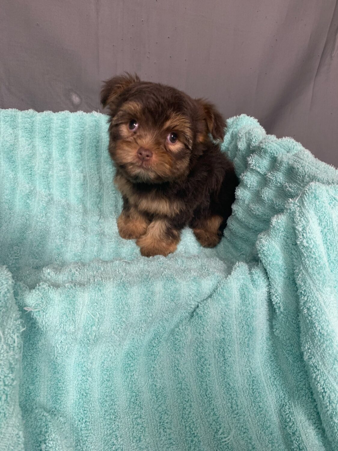 Pet Store Fredericksburg VA Puppies & Dogs for Sale Pauley's Pups