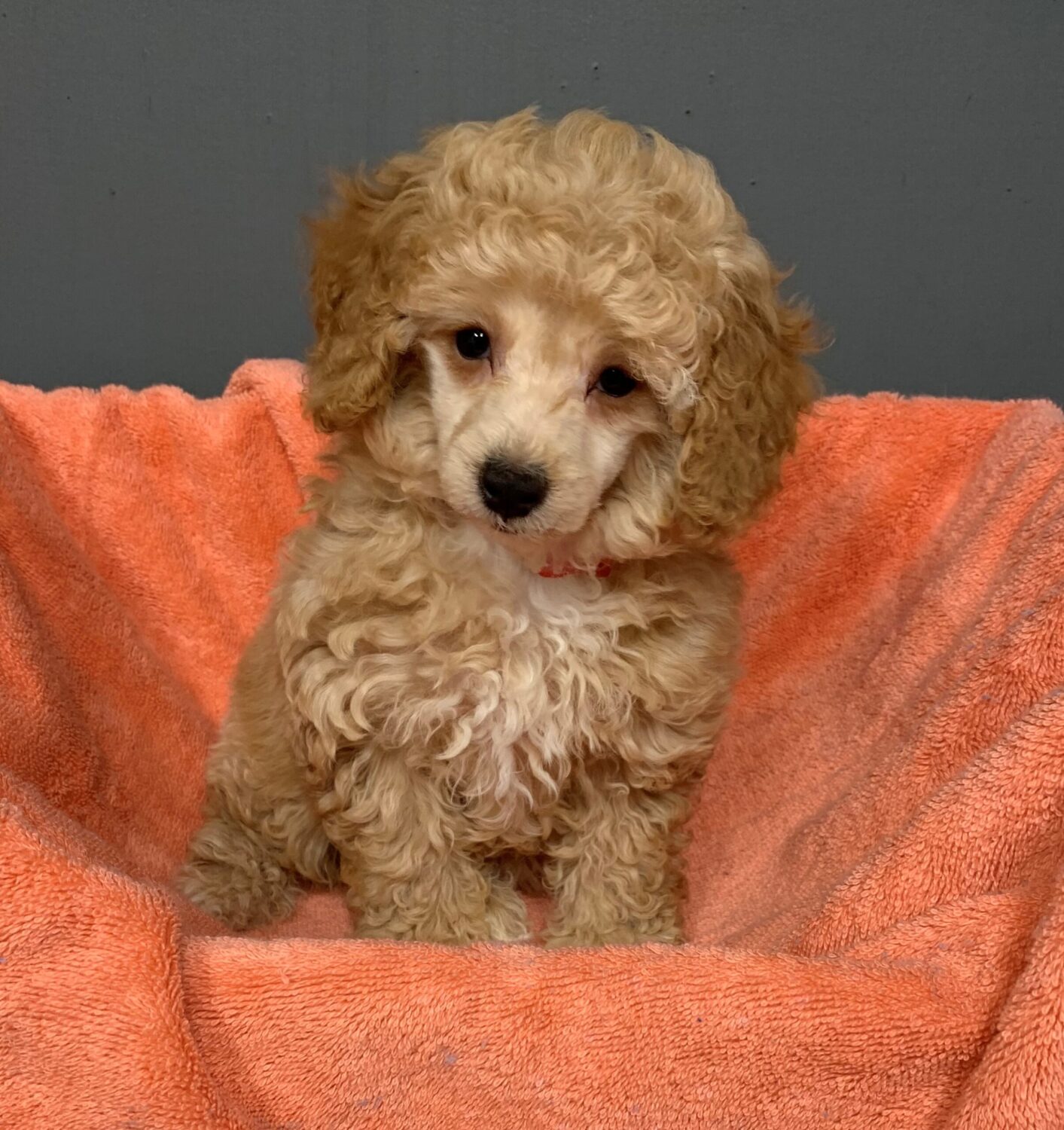 Pet Store Toy & Small Breed Dogs for Sale in Ashland, VA Pauley's Pups