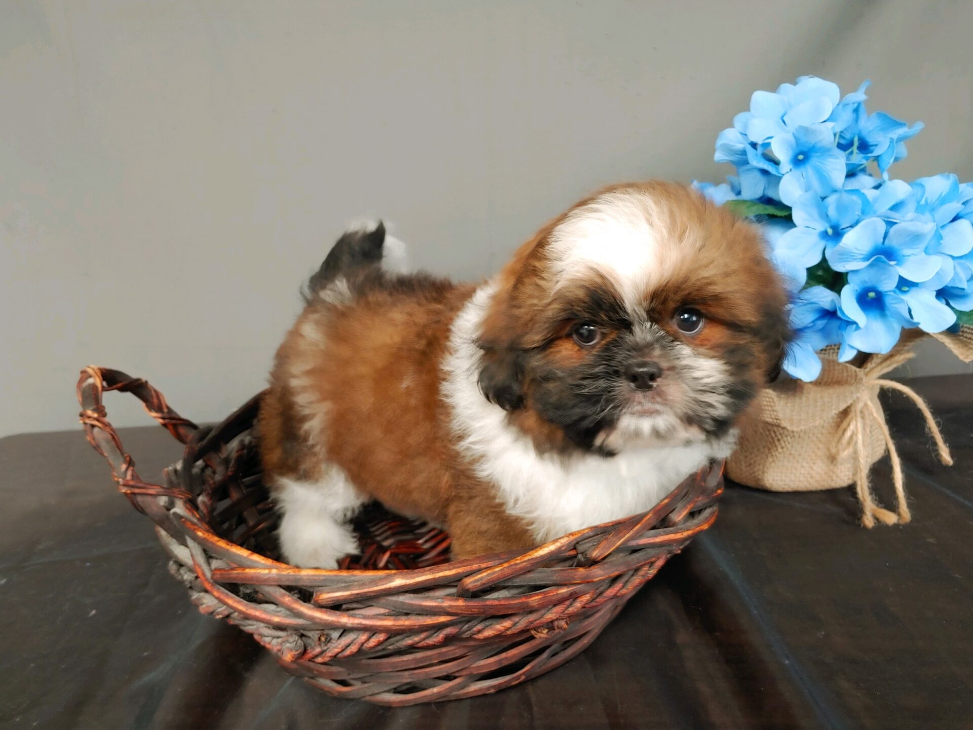 Pet Store Toy & Small Breed Dogs for Sale in Ashland, VA Pauley's Pups