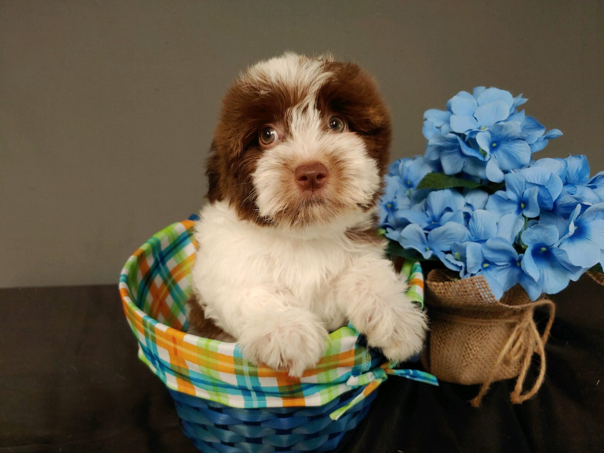 Pet Store Toy & Small Breed Dogs for Sale in Ashland, VA Pauley's Pups