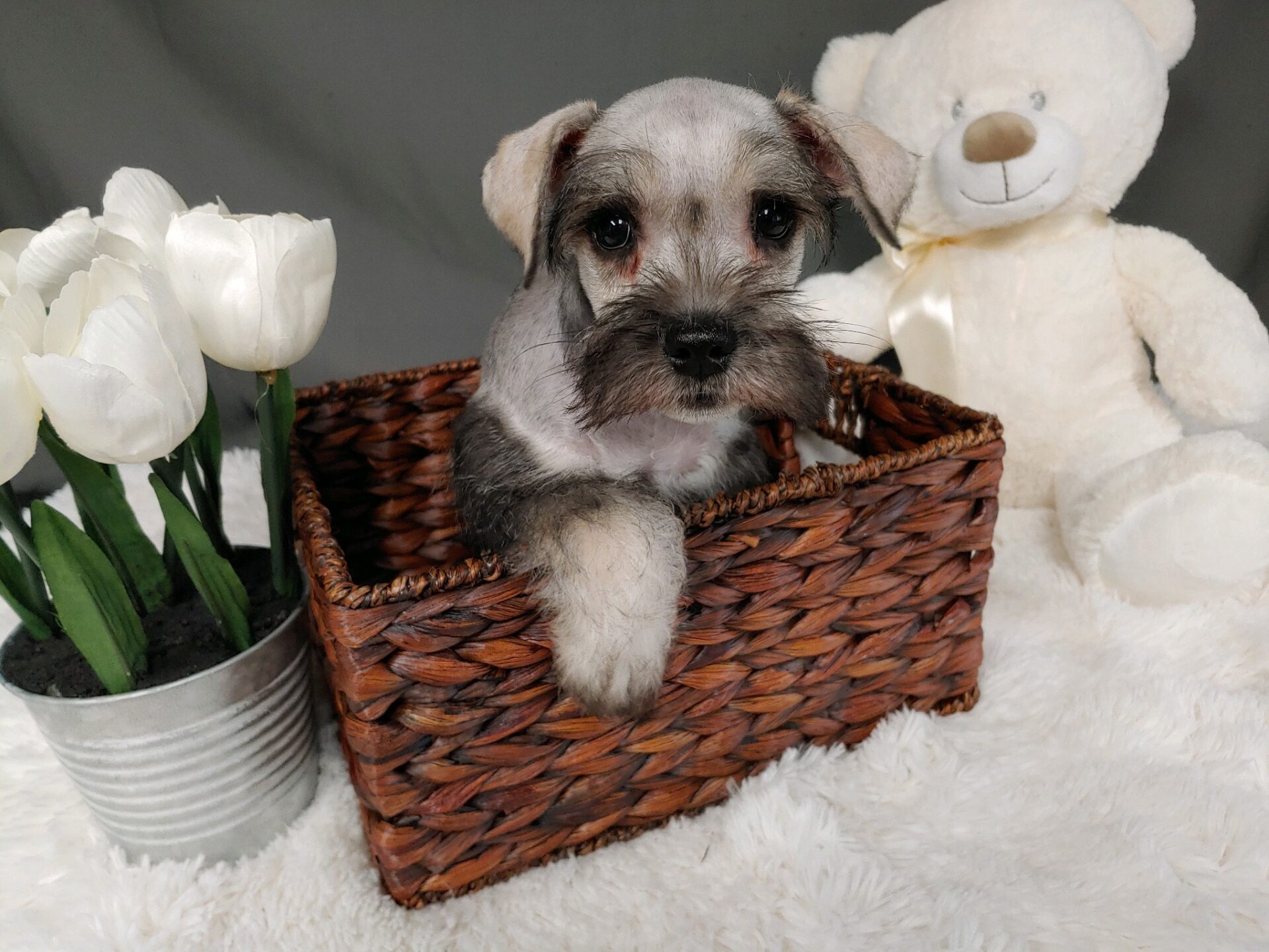 Pet Store Toy & Small Breed Dogs for Sale in Ashland, VA Pauley's Pups