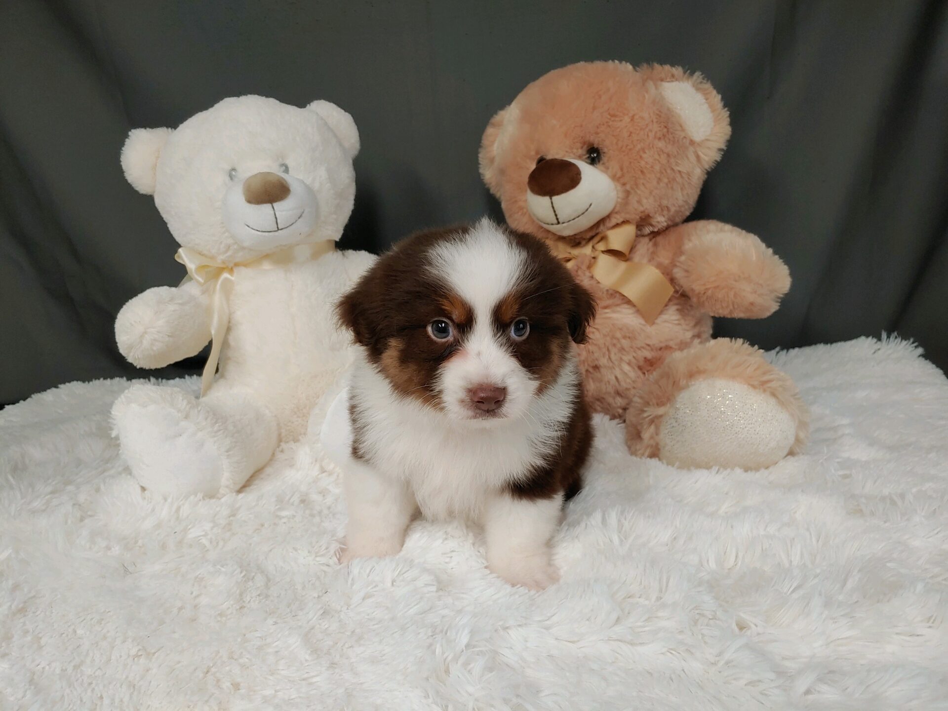 Pet Store Toy & Small Breed Dogs for Sale in Ashland, VA Pauley's Pups