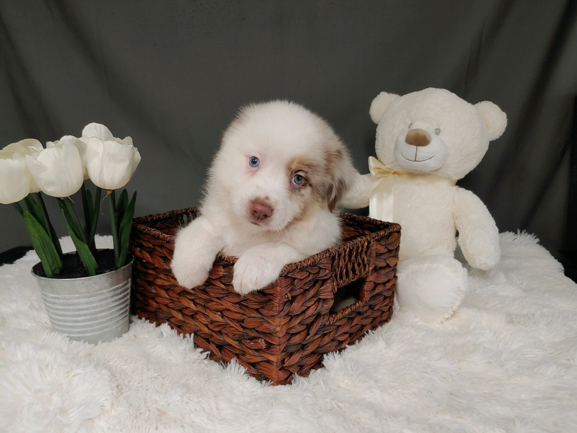 Pet Store Toy & Small Breed Dogs for Sale in Ashland, VA Pauley's Pups