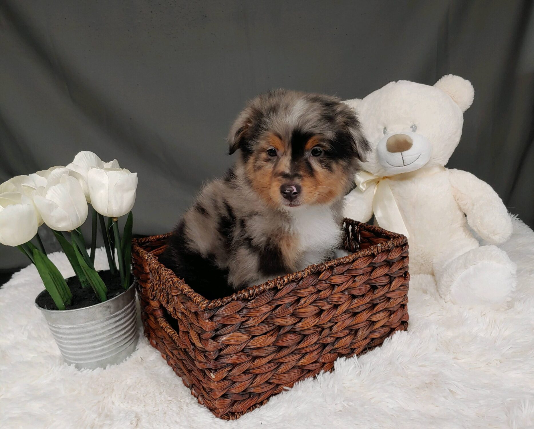 Pet Store Toy & Small Breed Dogs for Sale in Ashland, VA Pauley's Pups